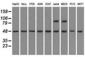 Image no. 3 for anti-LEM Domain Containing 3 (LEMD3) antibody (ABIN1499118) (LEMD3 Antikörper)