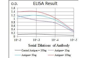 Image no. 3 for anti-Recombination Activating Gene 1 (RAG1) antibody (ABIN1491682) (RAG1 Antikörper)