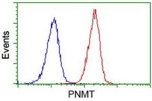 Image no. 2 for anti-Phenylethanolamine N-Methyltransferase (PNMT) antibody (ABIN1500311) (PNMT Antikörper)