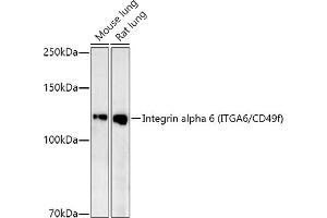 Western blot analysis of extracts of various cell lines, using Integrin alpha 6 (ITG/CD49f) antibody (ABIN7267938) at 1:1000 dilution. (ITGA6 Antikörper)