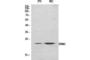 Western Blot (WB) analysis of specific cells using Ephrin-A1 Polyclonal Antibody. (Ephrin A1 Antikörper  (Internal Region))