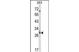 Western blot analysis of CDC42EP3 Antibody (N-term) (ABIN652721 and ABIN2842477) in 293 cell line lysates (35 μg/lane).