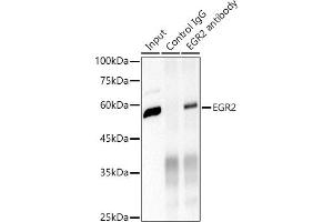 Immunoprecipitation analysis of 600 μg extracts of Mouse brain cells using 3 μg EGR2 antibody (ABIN1682321, ABIN7101509, ABIN7101510 and ABIN7101511). (EGR2 Antikörper)
