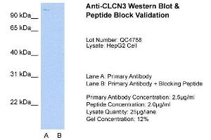 Host:  Rabbit  Target Name:  CLCN3  Sample Type:  HepG2  Lane A:  Primary Antibody  Lane B:  Primary Antibody + Blocking Peptide  Primary Antibody Concentration:  2. (CLCN3 Antikörper  (C-Term))