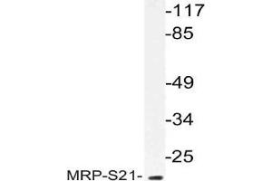 Western blot analysis of MRP-S21 Antibody in extracts from COS cells. (MRPS21 Antikörper)
