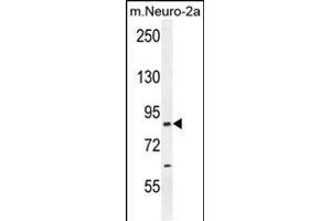 CCD Antibody (C-term) (ABIN654259 and ABIN2844079) western blot analysis in mouse Neuro-2a cell line lysates (35 μg/lane). (CEP89 Antikörper  (C-Term))
