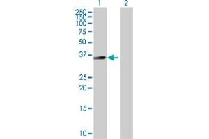 Western Blot analysis of C18orf1 expression in transfected 293T cell line by C18orf1 MaxPab polyclonal antibody. (C18orf1 Antikörper  (AA 1-306))