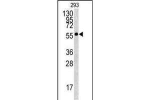 Western blot analysis of BTBD1 antibody (Center) (ABIN391491 and ABIN2841458) in 293 cell line lysates (35 μg/lane). (BTBD1 Antikörper  (AA 295-322))