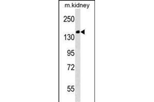 Mouse Casc5 Antibody (C-term) (ABIN1536748 and ABIN2838238) western blot analysis in mouse kidney tissue lysates (35 μg/lane).