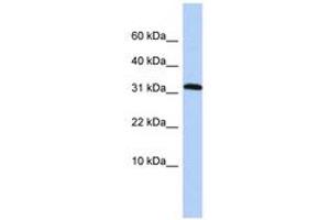Image no. 1 for anti-Protein Phosphatase 1, Regulatory Subunit 27 (PPP1R27) (AA 36-85) antibody (ABIN6743594) (PPP1R27 Antikörper  (AA 36-85))