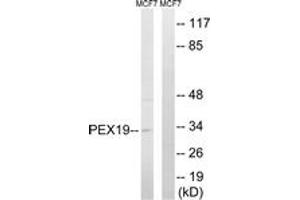Western blot analysis of extracts from MCF-7 cells, using PEX19 Antibody. (PEX19 Antikörper  (AA 219-268))