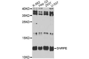 Western blot analysis of extracts of various cell lines, using SNRPE antibody. (SNRPE Antikörper)