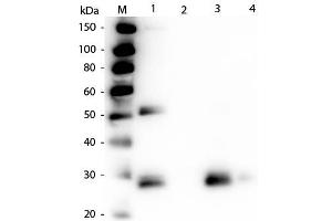 Western Blot of Anti-Rat IgG F(ab')2 (RABBIT) Antibody . (Kaninchen anti-Ratte IgG (F(ab')2 Region) Antikörper - Preadsorbed)