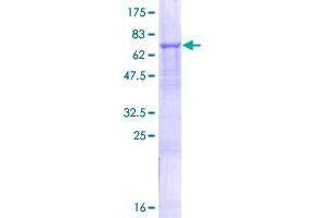 SLC25A23 Protein (AA 1-482) (GST tag)