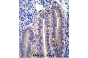 ANGPTL7 Antibody (C-term) immunohistochemistry analysis in formalin fixed and paraffin embedded human uterus tissue followed by peroxidase conjugation of the secondary antibody and DAB staining. (ANGPTL7 Antikörper  (C-Term))