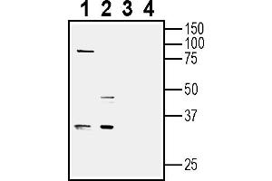 Western blot analysis of human glioblastoma  MG cell line lysate (lanes 1 and 3) and human brain neuroblastoma SH-SY5Y cell line lysate (lanes 2 and 4):1-2.