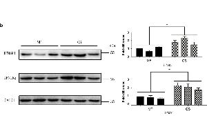 Expression of IFNGRs in cow mammary glands. (RTN4RL2 Antikörper  (AA 241-337))
