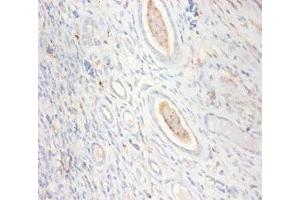 Immunohistochemistry of paraffin-embedded human kidney tissue using ABIN7148667 at dilution of 1:100 (CKMT1A Antikörper  (AA 40-417))