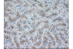 Immunohistochemical staining of paraffin-embedded pancreas tissue using anti-TRPM4mouse monoclonal antibody. (TRPM4 Antikörper)