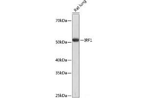 Western blot analysis of extracts of Rat lung using IRF1 Polyclonal Antibody at dilution of 1:1000. (IRF1 Antikörper)