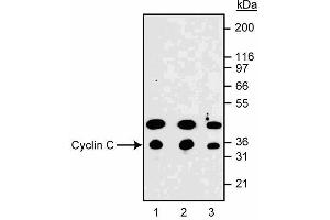 Western blot analysis of cyclin C in NIH 3T3 mouse fibroblasts. (Cyclin C Antikörper  (AA 290-303))