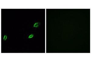 Immunofluorescence (IF) image for anti-Olfactomedin-Like 2A (OLFML2A) (Internal Region) antibody (ABIN1853160) (OLFML2A Antikörper  (Internal Region))