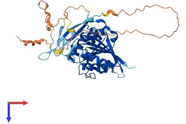 METTL22 Protein (AA 1-404) (His tag)
