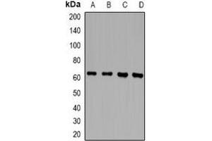 Western blot analysis of RLK expression in Jurkat (A), THP1 (B), mouse spleen (C), rat spleen (D) whole cell lysates. (TXK Antikörper)