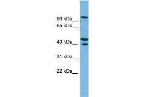 WB Suggested Anti-EXOC5 Antibody Titration: 0.