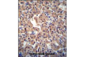 ATPBD3 antibody immunohistochemistry analysis in formalin fixed and paraffin embedded human pancreas tissue followed by peroxidase conjugation of the secondary antibody and DAB staining. (ATPBD3 Antikörper  (AA 208-236))