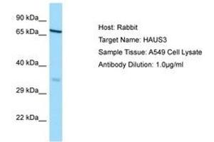 Image no. 1 for anti-HAUS Augmin-Like Complex, Subunit 3 (HAUS3) (AA 138-187) antibody (ABIN6749882)