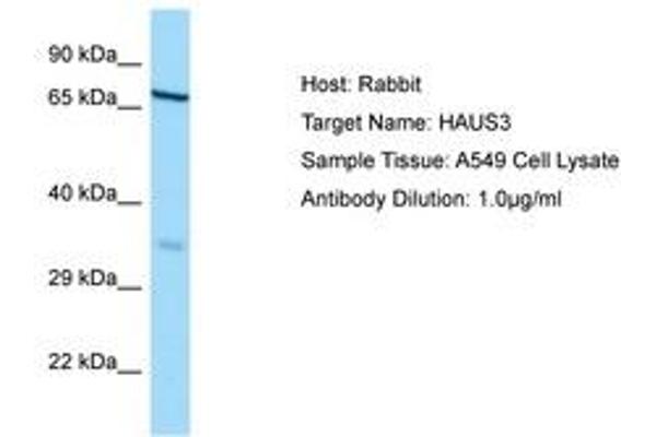 HAUS3 抗体  (AA 138-187)