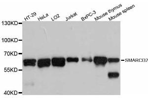 Western blot analysis of extracts of various cell lines, using SMARCD2 antibody (ABIN5998894) at 1:3000 dilution. (SMARCD2 Antikörper)