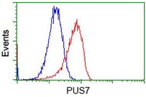 Flow Cytometry (FACS) image for anti-Pseudouridylate Synthase 7 Homolog (PUS7) antibody (ABIN1500515) (PUS7 Antikörper)