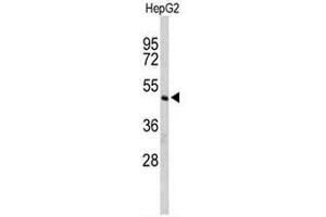 Western blot analysis of CFLAR Antibody (Center) in HepG2 cell line lysates (35µg/lane).