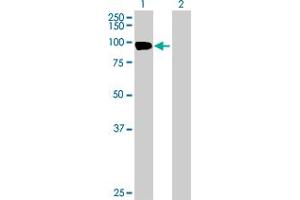Western Blot analysis of EVI5L expression in transfected 293T cell line by EVI5L MaxPab polyclonal antibody. (EVI5L Antikörper  (AA 1-794))