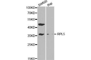 Western blot analysis of extracts of various cell lines, using RPL5 antibody. (RPL5 Antikörper)