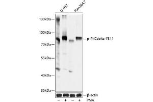 Western blot analysis of extracts of U937 and Raw264. (PKC delta Antikörper  (pTyr311))