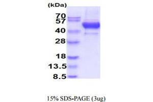 SDS-PAGE (SDS) image for Poliovirus Receptor (PVR) (AA 21-343) protein (His tag) (ABIN6388083)