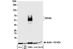 Western Blotting (WB) image for anti-Fc Fragment of IgG, Low Affinity IIIa, Receptor (CD16a) (FCGR3A) (AA 204-254) antibody (ABIN7449424)