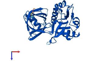 CYB5R2 Protein (AA 1-276) (His tag)