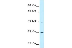 WB Suggested Anti-DNAJC9 Antibody Titration: 1.
