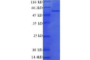 SDS-PAGE (SDS) image for HCLS1 Associated Protein X-1 (HAX1) (AA 2-250), (partial) protein (GST tag) (ABIN1608072)