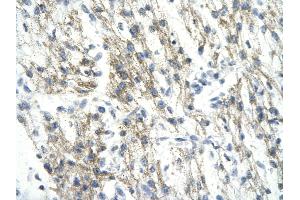 Rabbit Anti-RUVBL1 antibody   Paraffin Embedded Tissue: Human Heart cell Cellular Data: cardiac cell of renal tubule Antibody Concentration: 4. (RUVBL1 Antikörper  (N-Term))