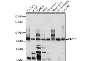 Western blot analysis of extracts of various cell lines, using P antibody (ABIN6130631, ABIN6145213, ABIN6145214 and ABIN6214119) at 1:1000 dilution. (PAP Associated Domain Containing 7 (PAPD7) (AA 303-542) Antikörper)