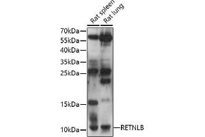 Western blot analysis of extracts of various cell lines, using RETNLB antibody (ABIN7269918) at 1:1000 dilution. (RETNLB Antikörper  (AA 1-111))