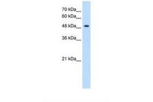 Image no. 1 for anti-Glycerate Kinase (GLYCTK) (AA 158-207) antibody (ABIN341338) (GLYCTK Antikörper  (AA 158-207))