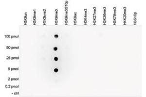 Cross reactivity test using the Histone H3 (K9me3) antibody. (HIST1H3A Antikörper  (3meLys9))
