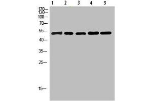 Western Blot analysis of 1,mouse-lung 2,mouse-brain 3,mouse-spleen 4,mouse-kidney 5,mouse-heart cells using primary antibody diluted at 1:500(4 °C overnight). (Cytochrome b Antikörper  (AA 331-380))