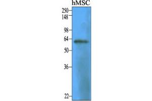 Western Blotting (WB) image for anti-5'-Nucleotidase, Ecto (CD73) (NT5E) antibody (ABIN306435) (CD73 Antikörper)